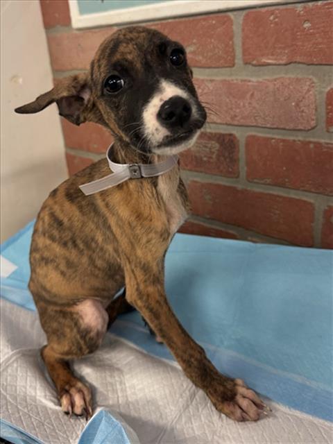 Adoptable Dog