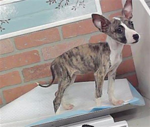 Adoptable Dog