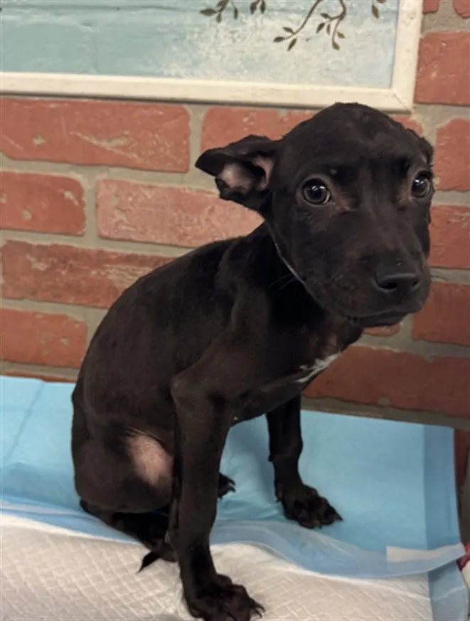 Adoptable Dog