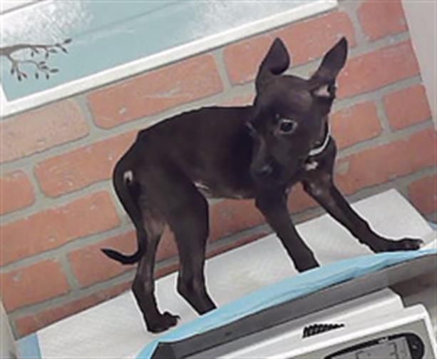 Adoptable Dog