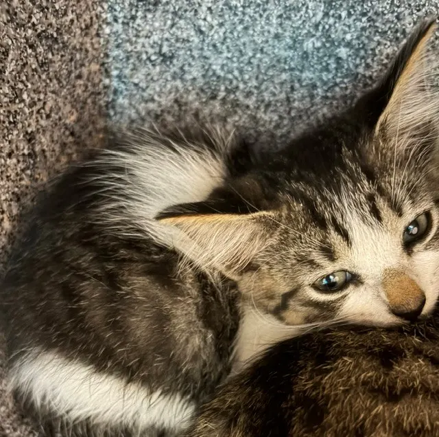 Adoptable Cat
