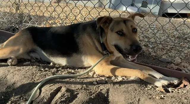Urgent Fred Jr