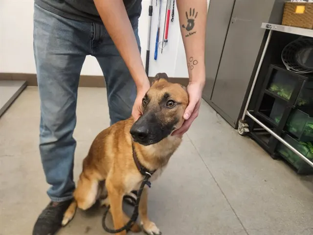 Nikko*