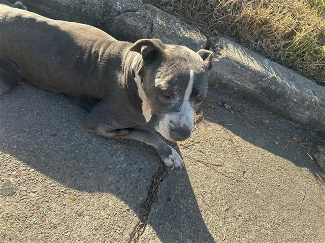 Adoptable Dog