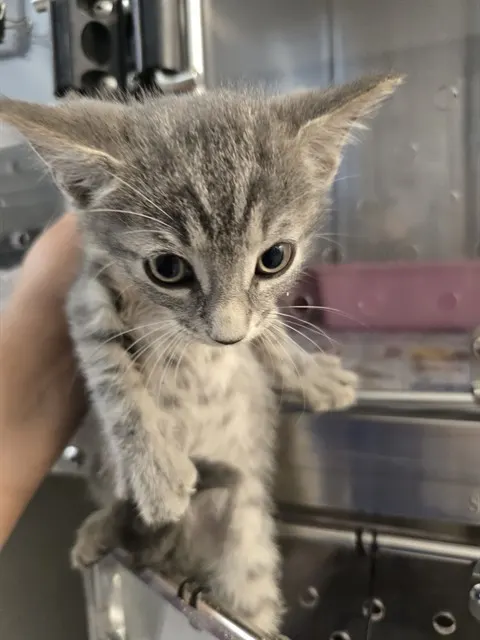Adoptable Cat