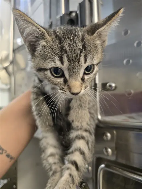 Adoptable Cat
