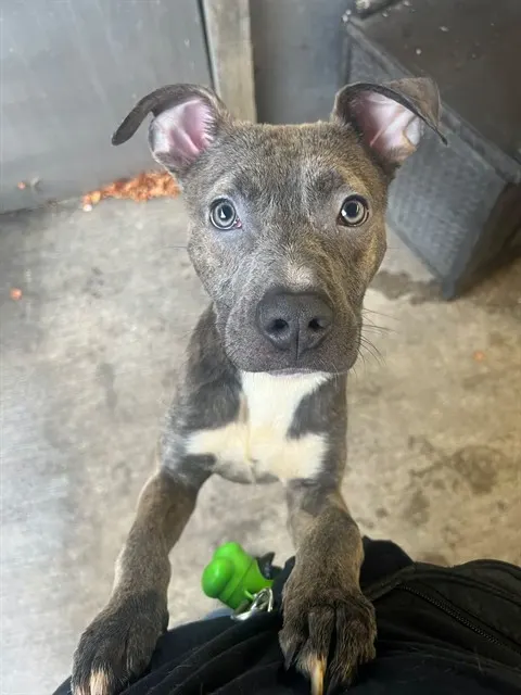 Diego