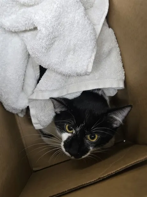 Adoptable Cat