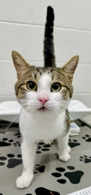 *Ziggy