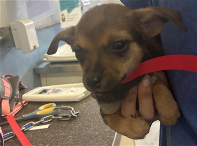 Adoptable Dog