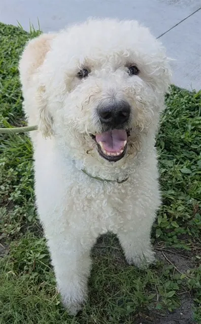 Adoptable Dog