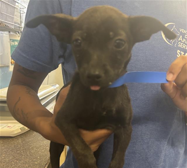 Adoptable Dog