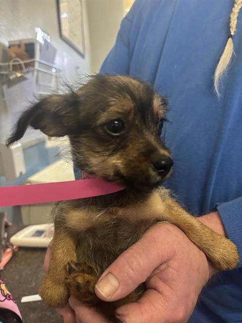 Adoptable Dog