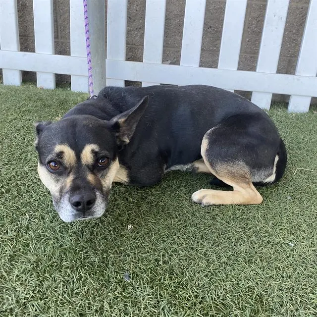 Adoptable Dog