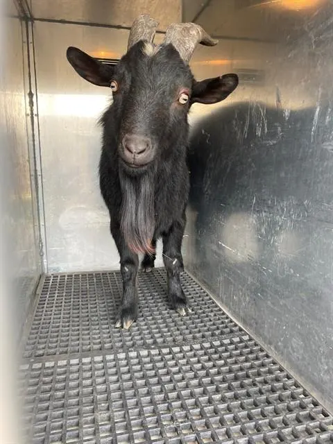 Barbacoa