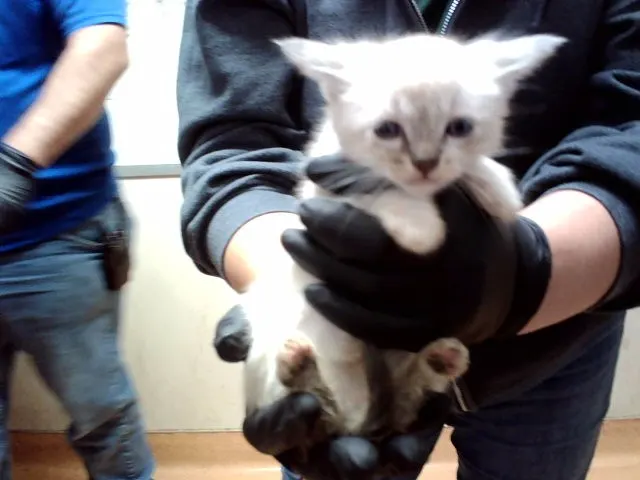 Adoptable Cat