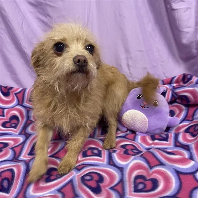 Adoptable Dog