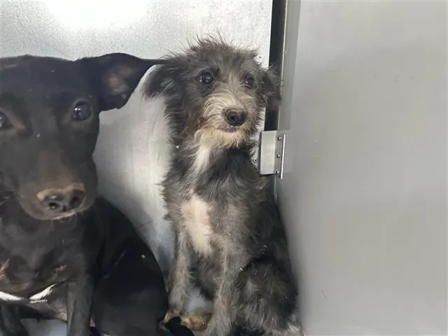 Adoptable Dog