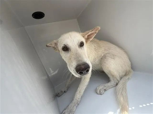 Adoptable Dog