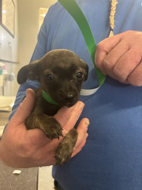 Adoptable Dog