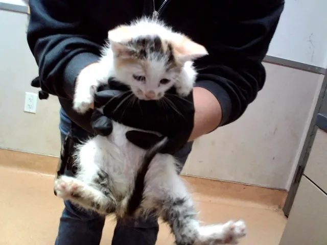Adoptable Cat