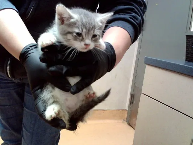 Adoptable Cat
