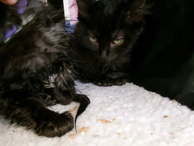 Remy
