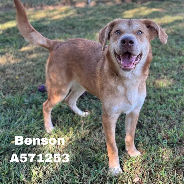 Benson