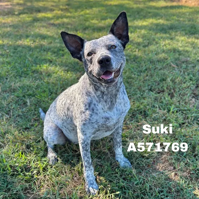 Suki