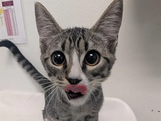 Custard