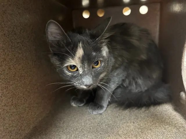 Sabrina