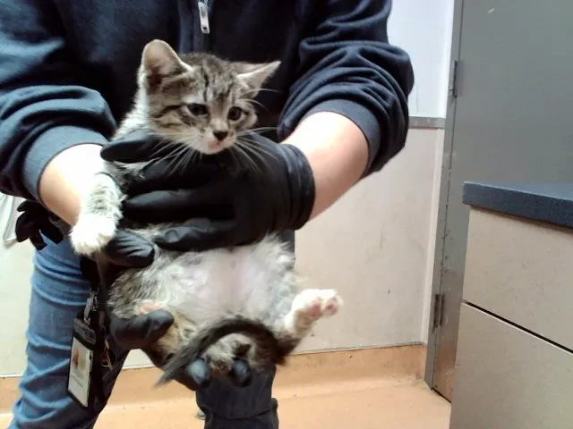 Adoptable Cat