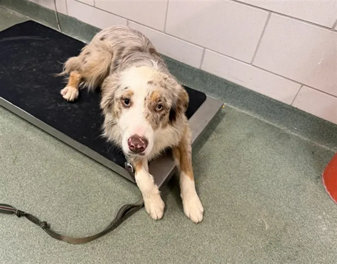 Adoptable Dog
