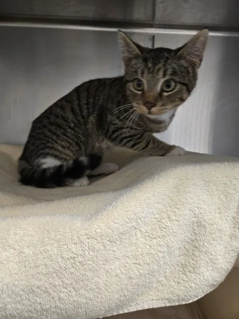 Adoptable Cat