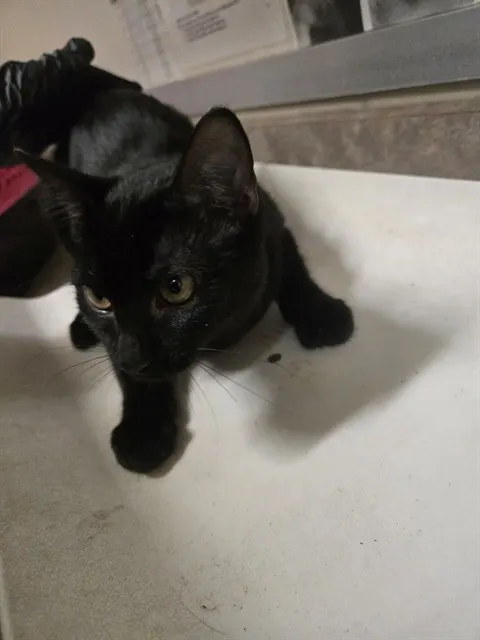 Adoptable Cat