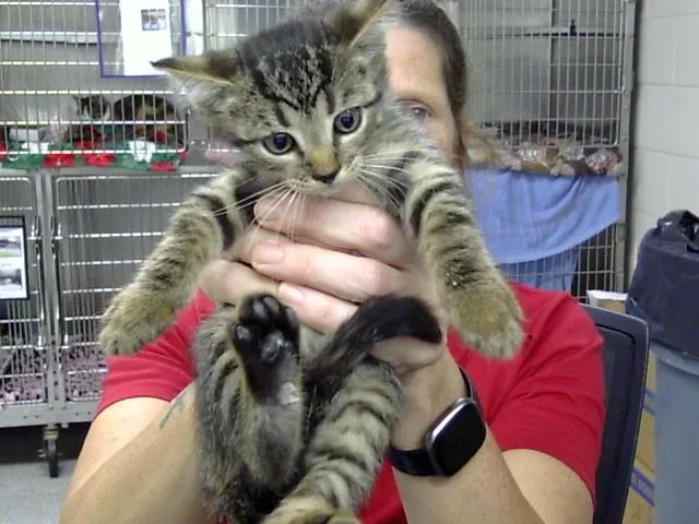 Adoptable Cat