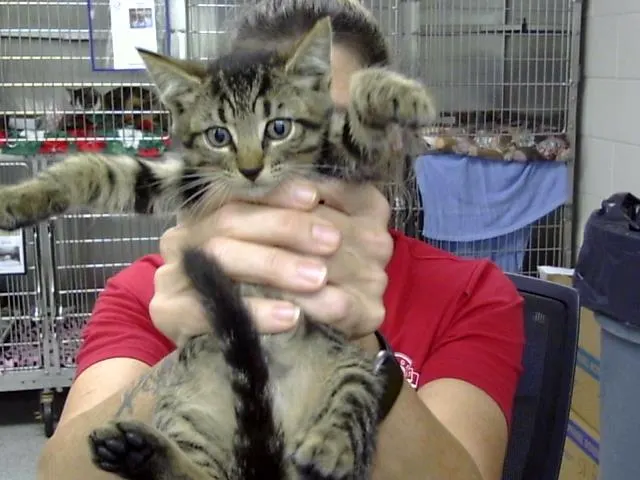 Adoptable Cat