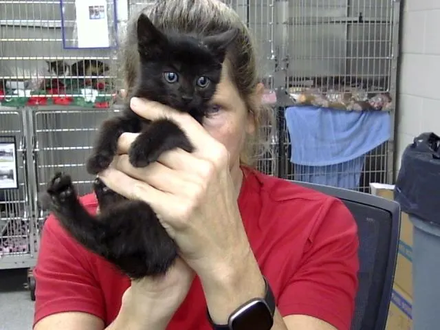 Adoptable Cat