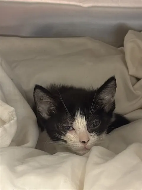 Biscuit