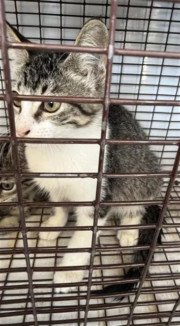 Adoptable Cat