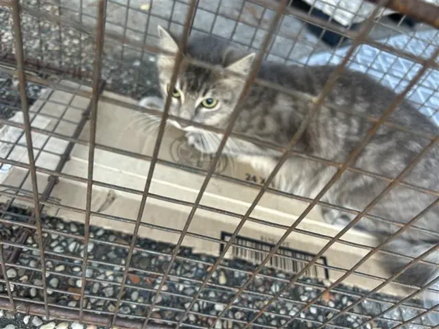 Adoptable Cat
