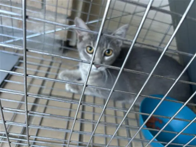 Adoptable Cat