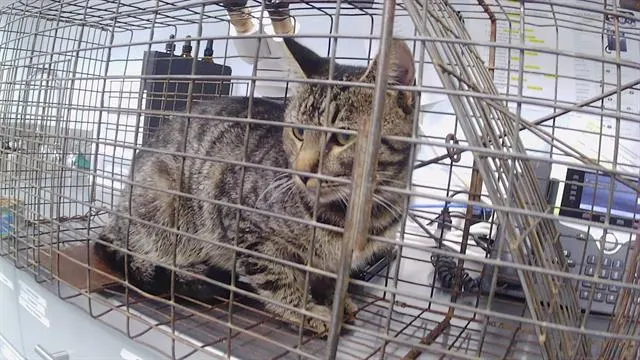 Adoptable Cat
