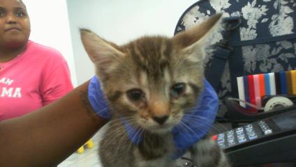Adoptable Cat