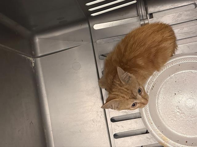 Adoptable Cat