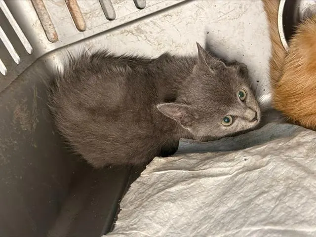 Adoptable Cat