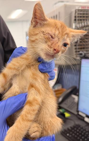 Adoptable Cat