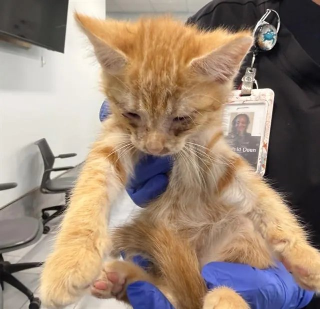 Adoptable Cat