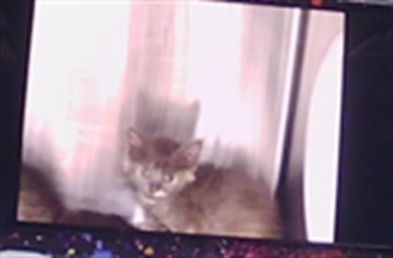 Daphne