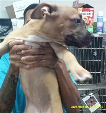 Adoptable Dog